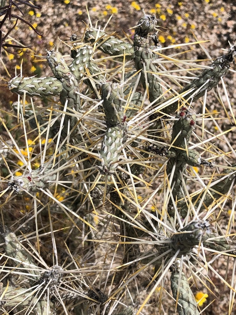 Branched Pencil Cholla