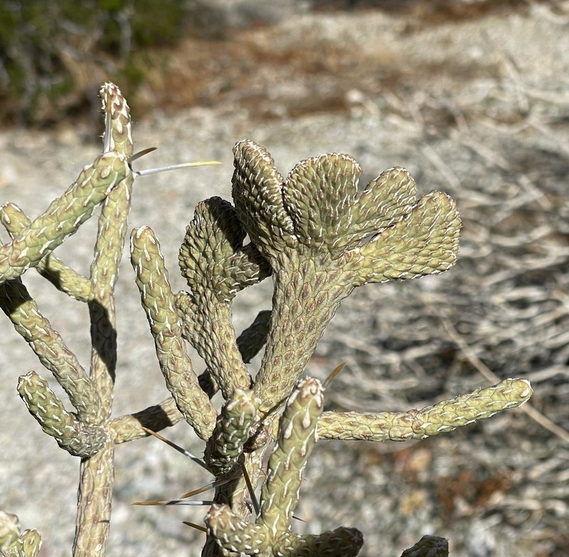 Branched Pencil Cholla photo 2