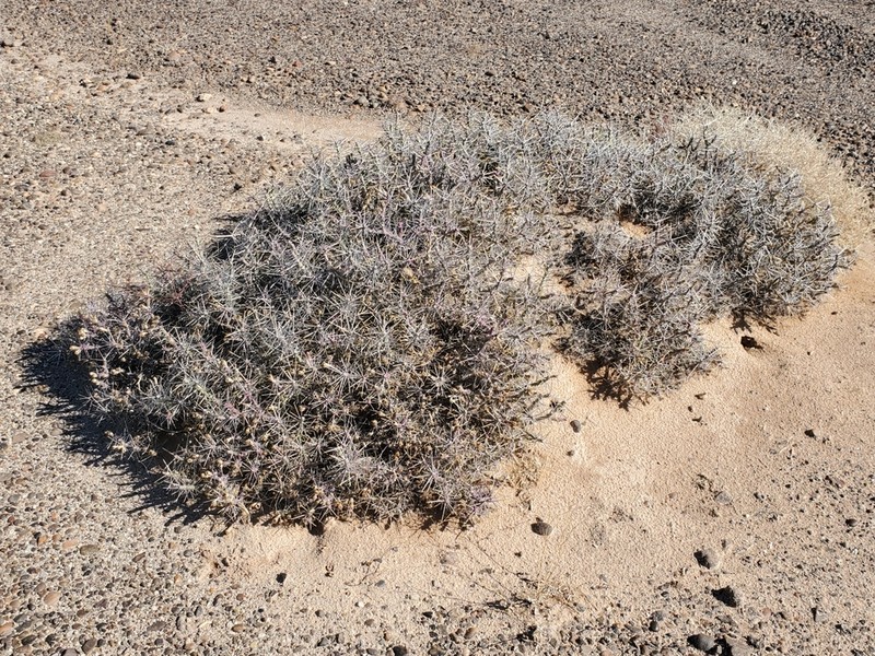 Branched Pencil Cholla photo 3