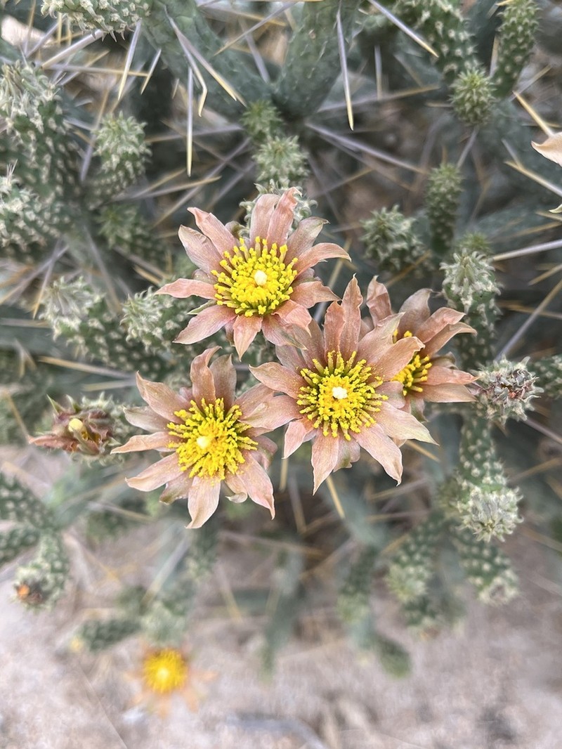 Branched Pencil Cholla photo 4