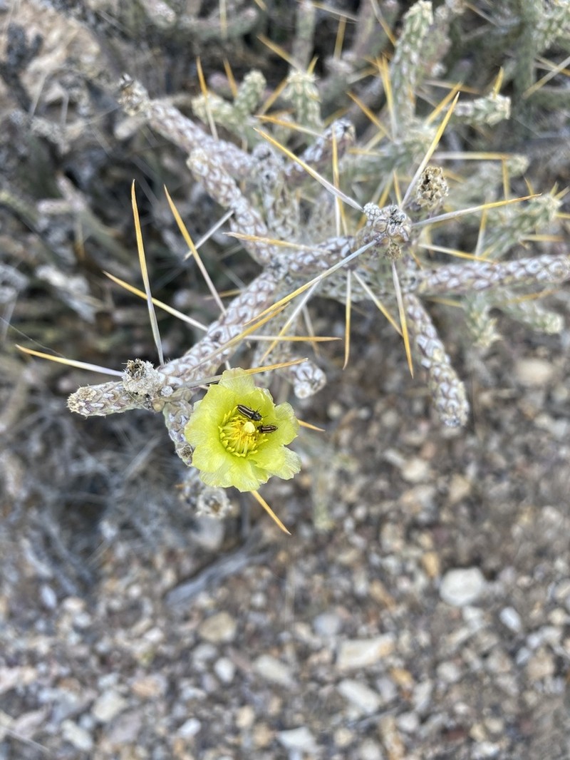 Branched Pencil Cholla photo 5