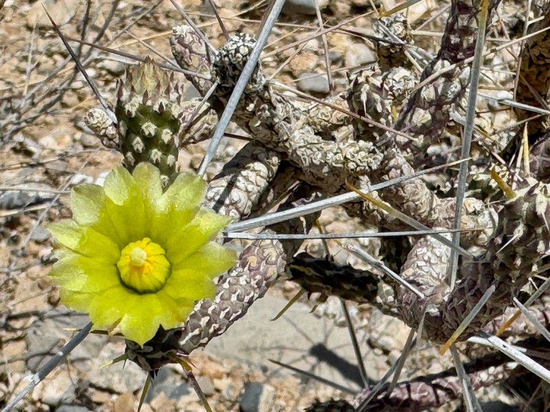 Branched Pencil Cholla photo 6