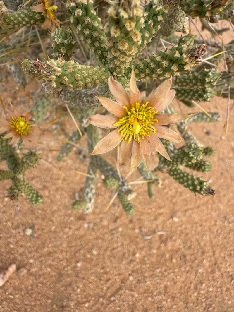 Branched Pencil Cholla photo 7