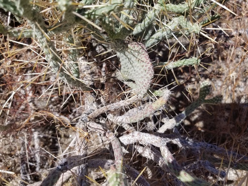 Branched Pencil Cholla photo 8