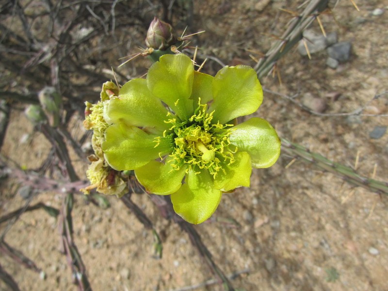 Cylindropuntia thurberi