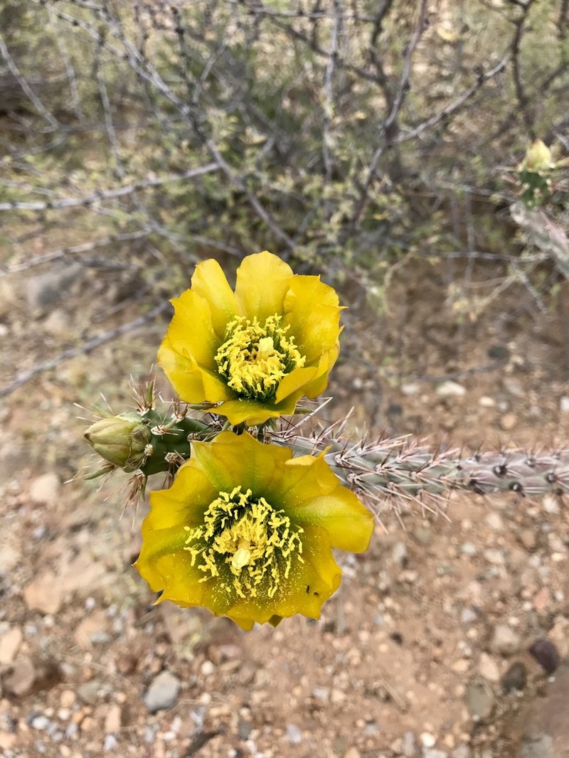 Cylindropuntia thurberi photo 2