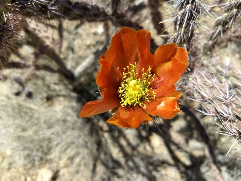 Cylindropuntia thurberi photo 3