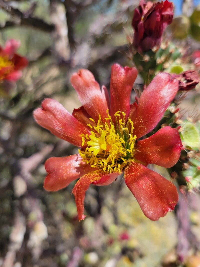 Cylindropuntia thurberi photo 4
