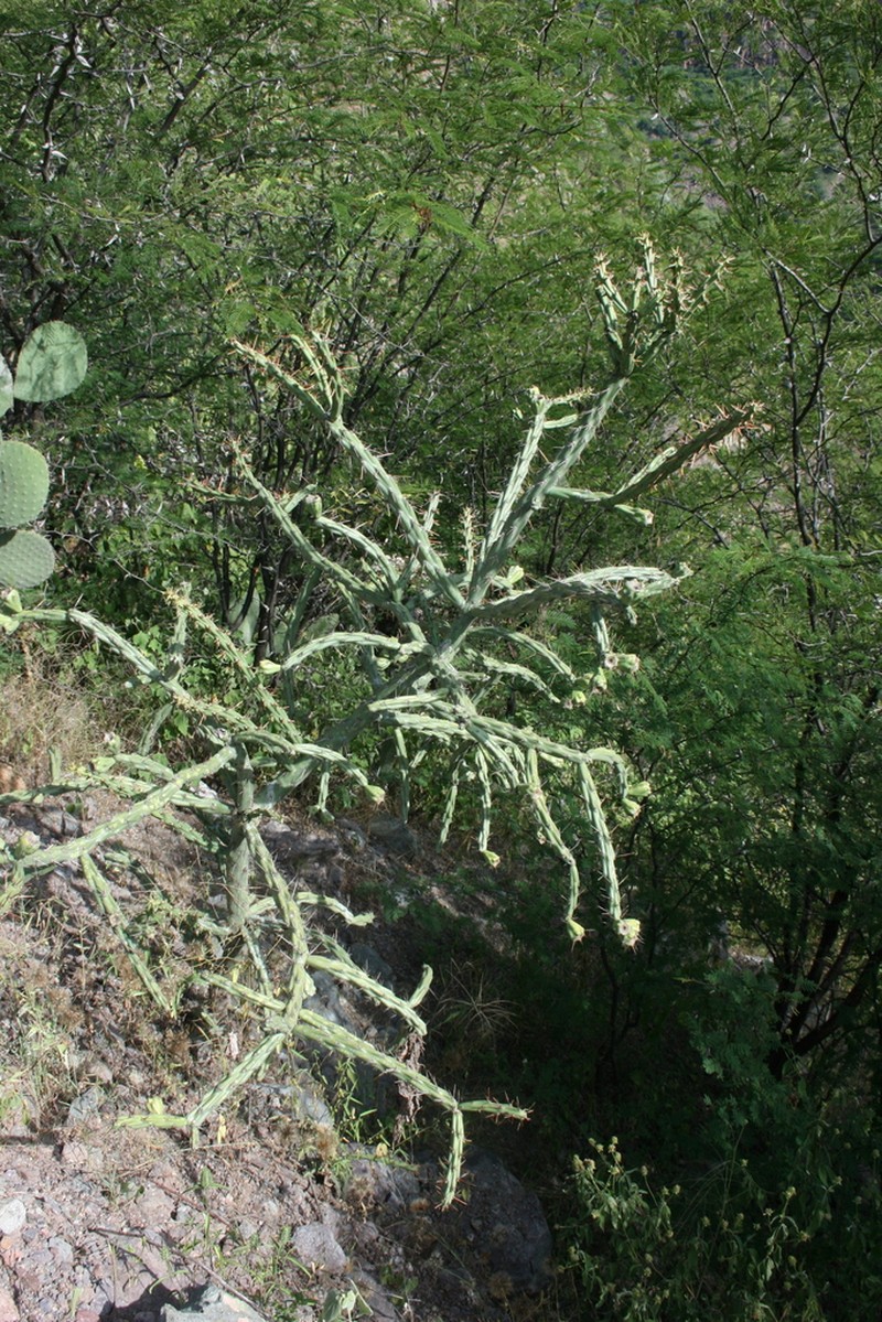 Cylindropuntia thurberi photo 5