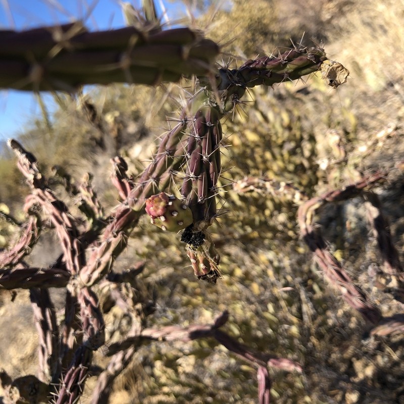 Cylindropuntia thurberi photo 6