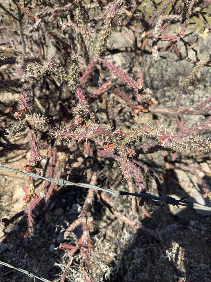 Cylindropuntia thurberi photo 7