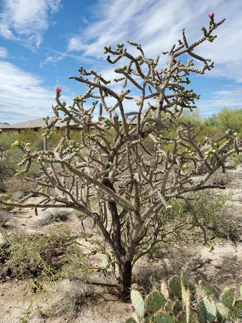 Cylindropuntia thurberi photo 8