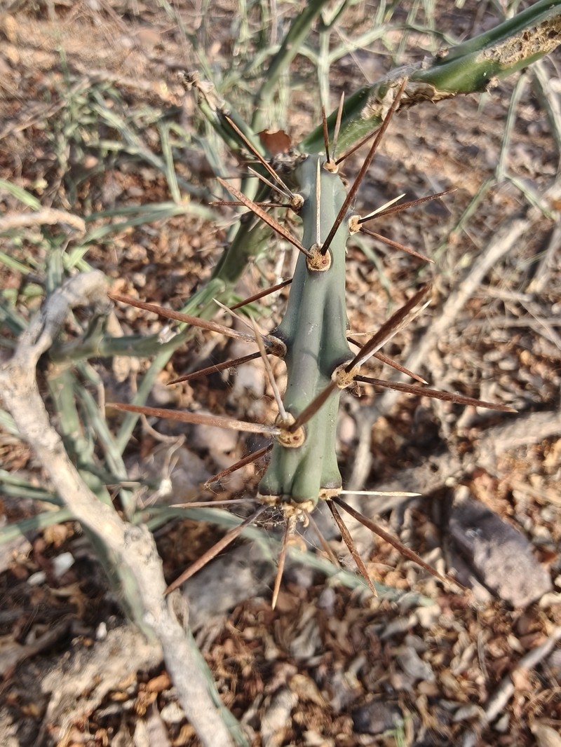 Cylindropuntia thurberi subsp. thurberi