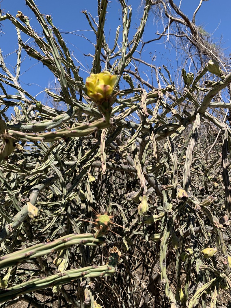Cylindropuntia thurberi subsp. thurberi photo 2