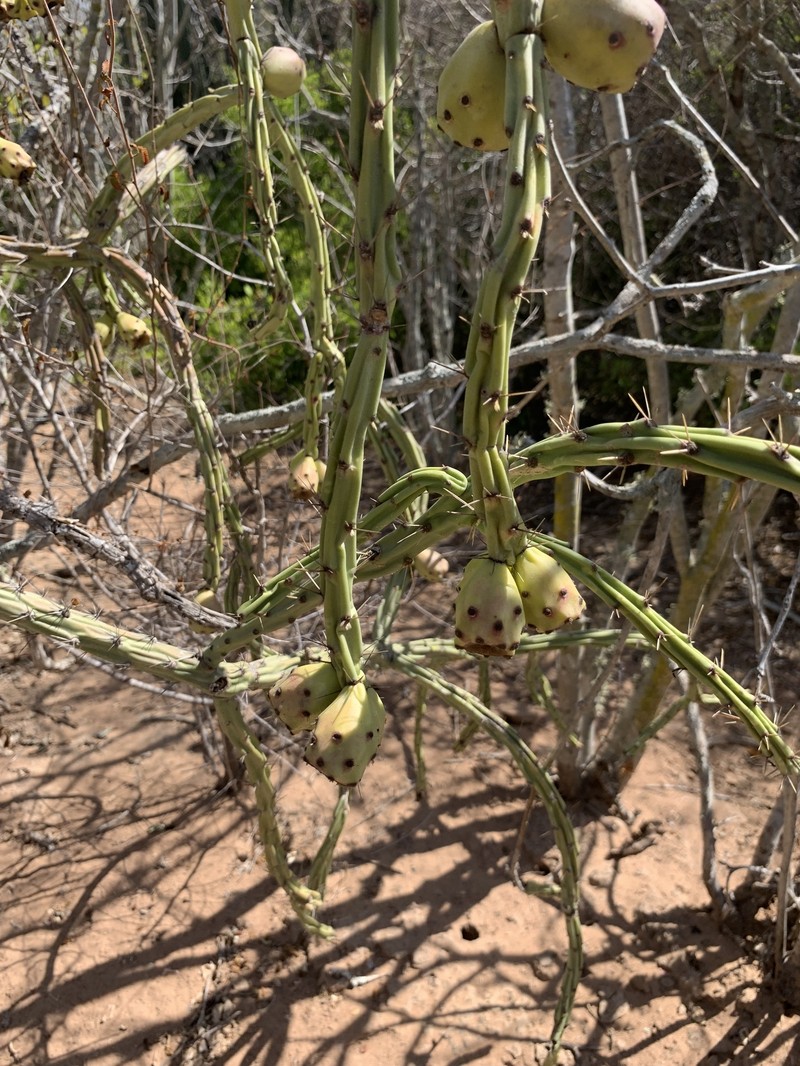 Cylindropuntia thurberi subsp. thurberi photo 3