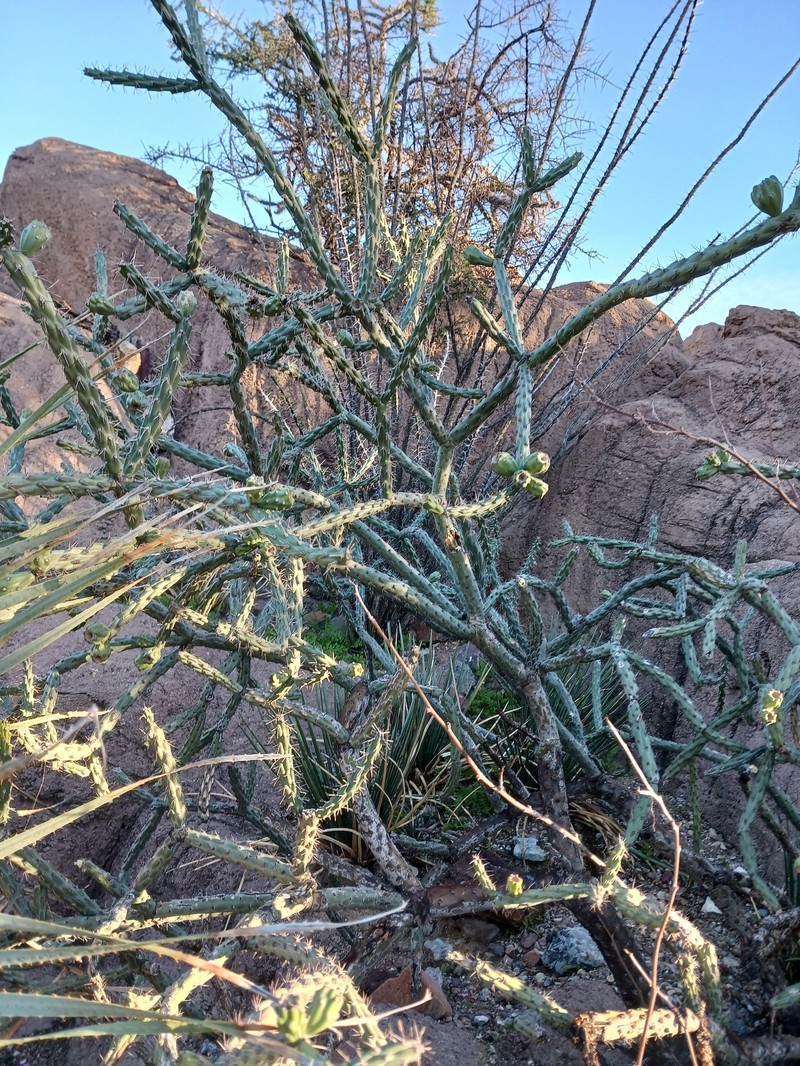 Staghorn Cholla