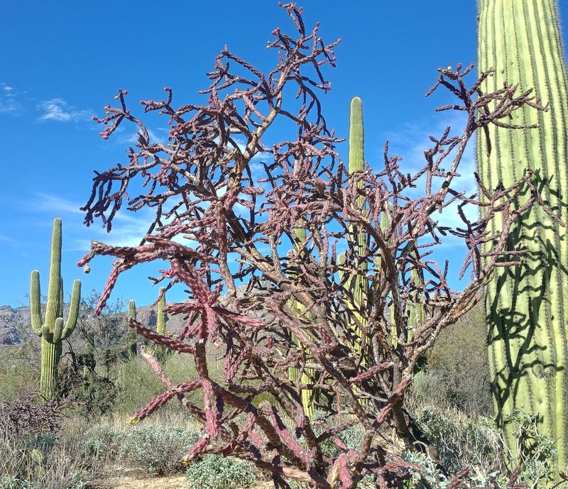 Staghorn Cholla photo 2