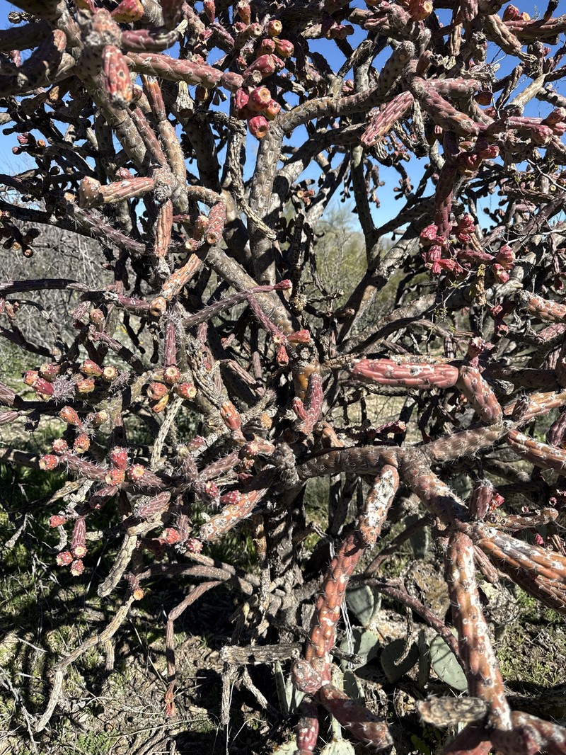 Staghorn Cholla photo 3