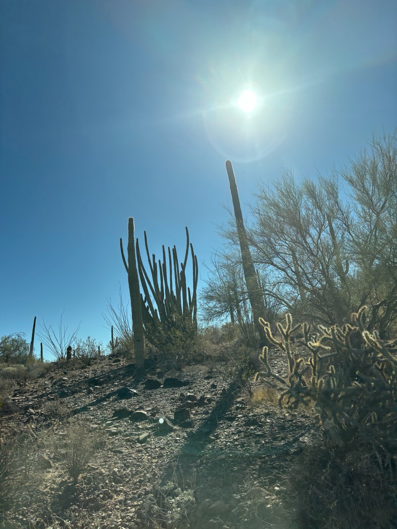 Staghorn Cholla photo 4