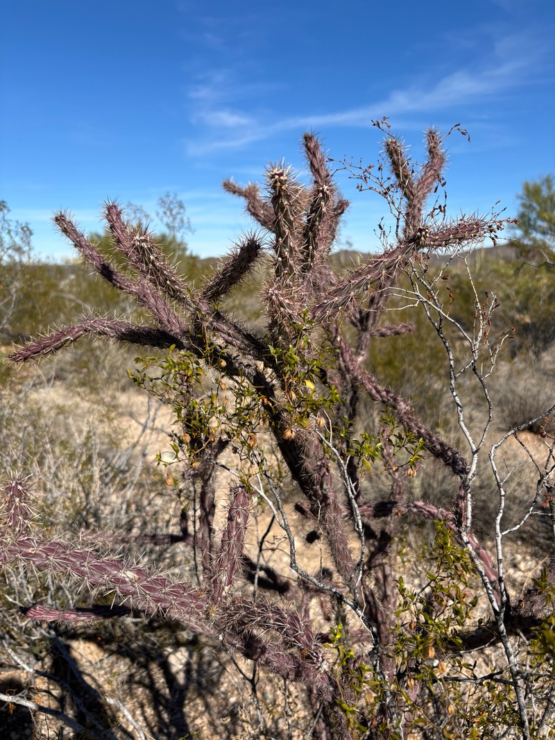 Staghorn Cholla photo 5
