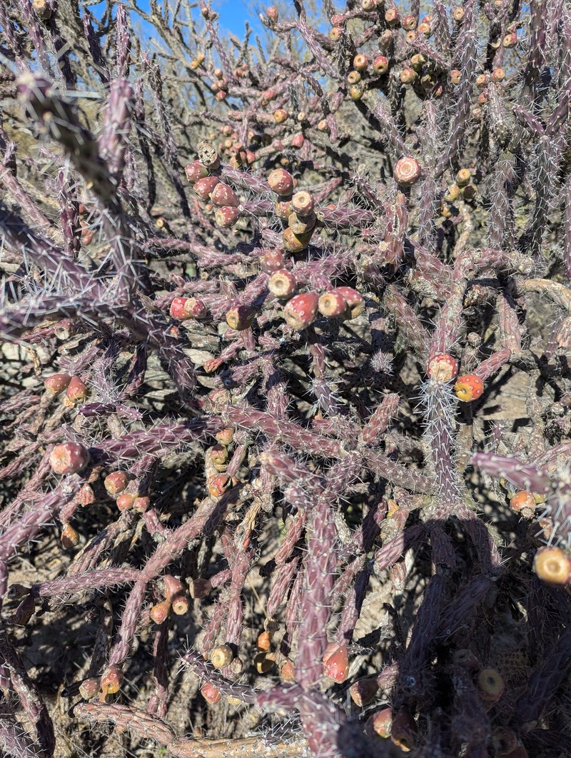 Staghorn Cholla photo 6