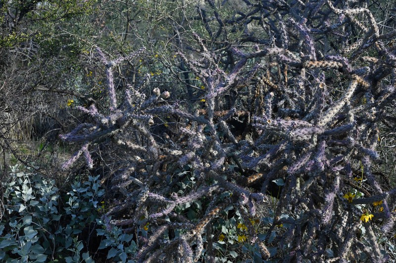 Staghorn Cholla photo 7