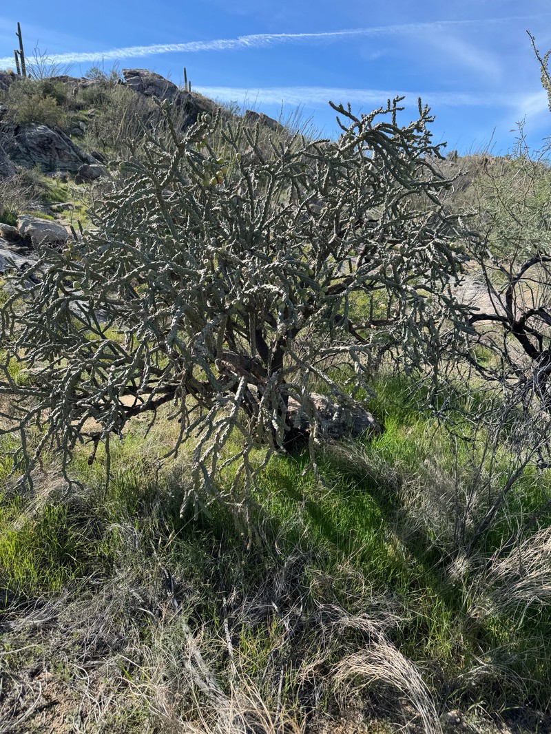 Staghorn Cholla photo 8