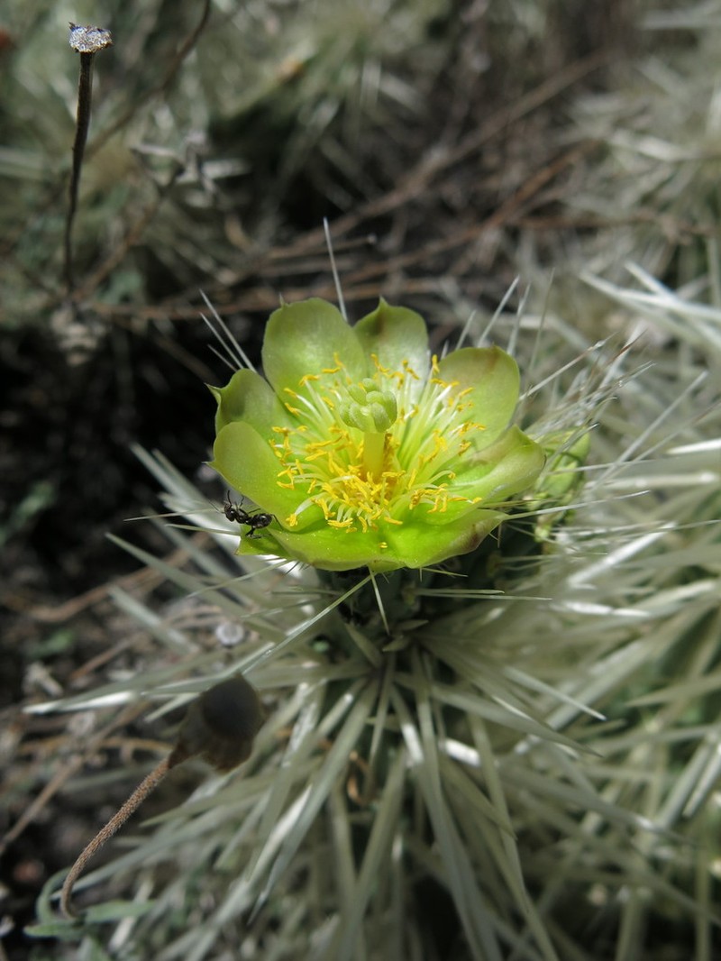 Thistle Cholla