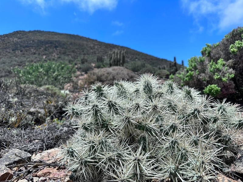 Thistle Cholla photo 2