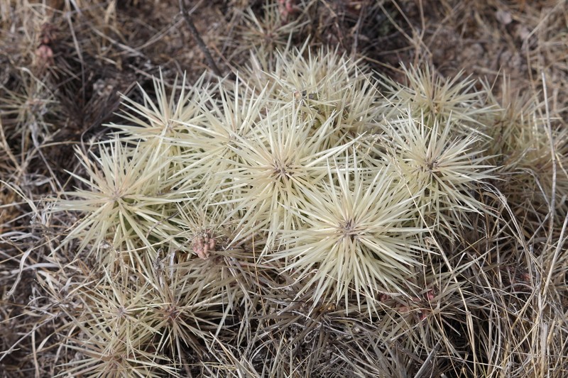 Thistle Cholla photo 3