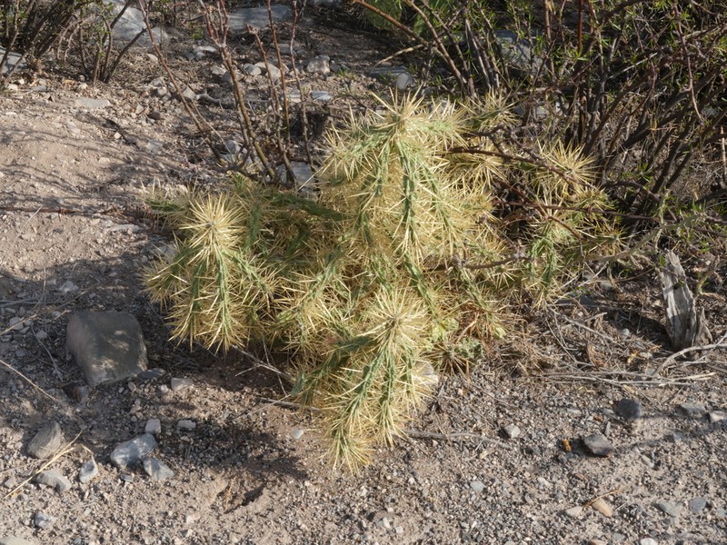 Thistle Cholla photo 4