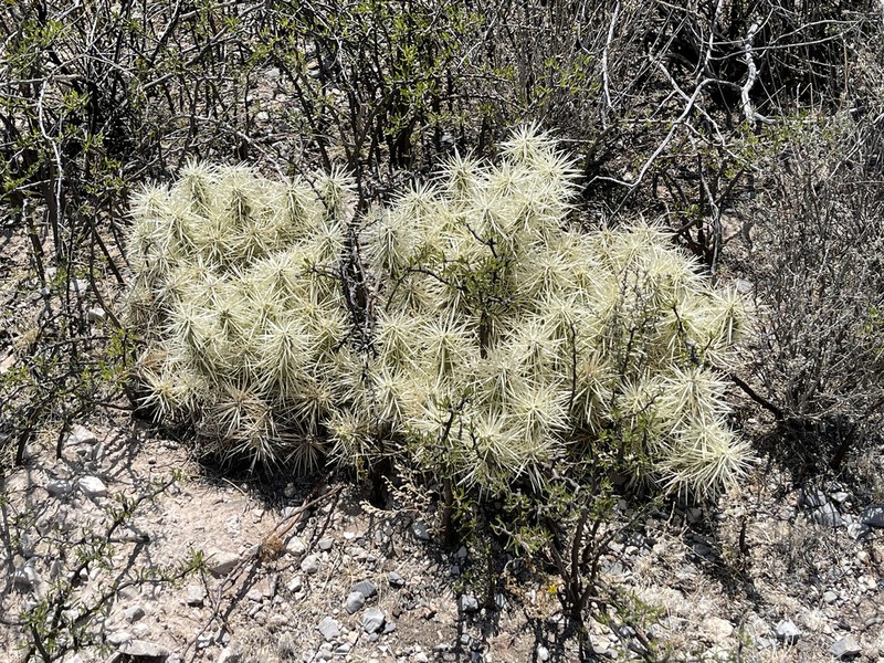 Thistle Cholla photo 5