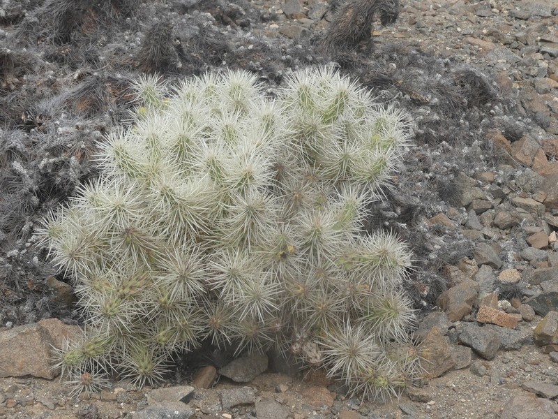 Thistle Cholla photo 6