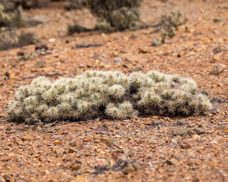 Thistle Cholla photo 7