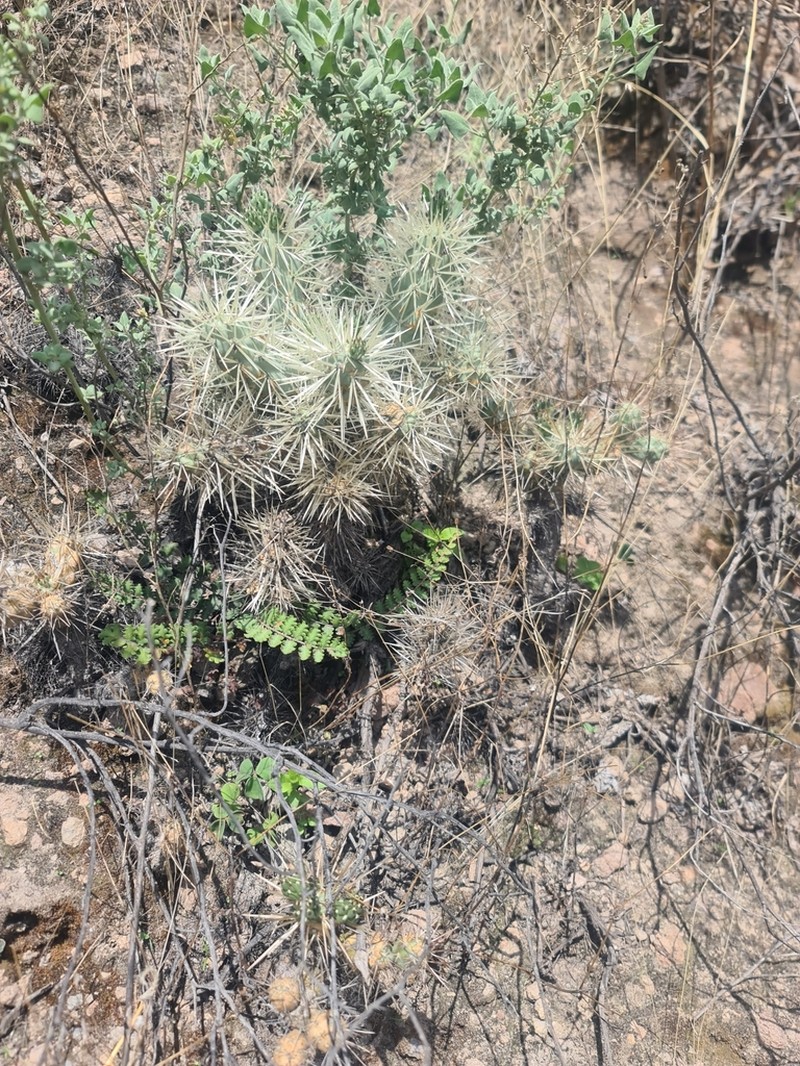 Thistle Cholla photo 8