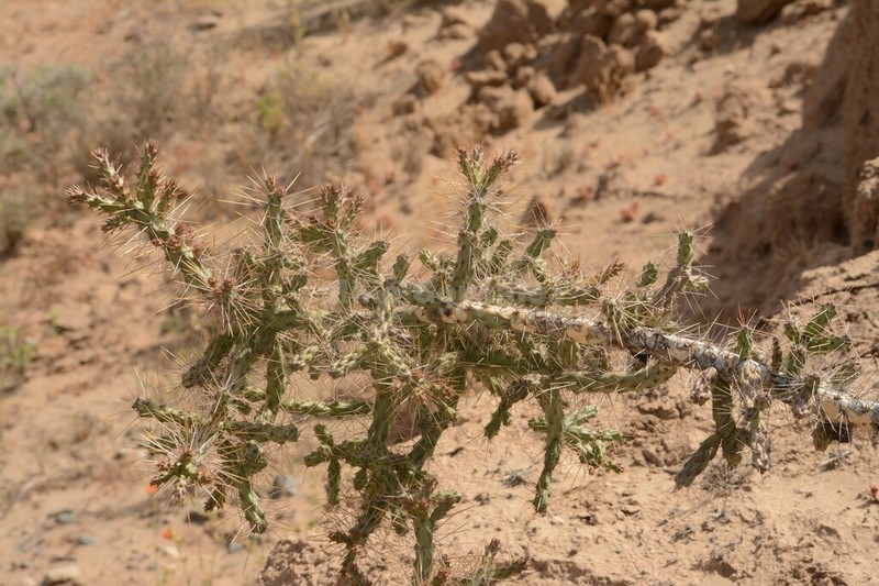 Cylindropuntia waltoniorum photo 2