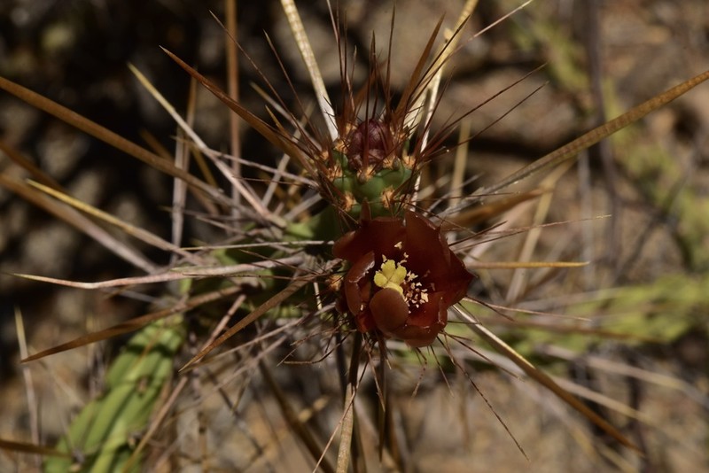Cylindropuntia waltoniorum photo 3