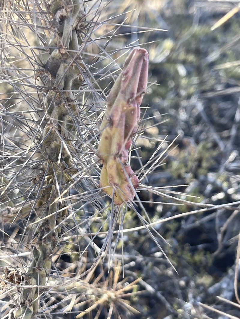 Cylindropuntia waltoniorum photo 4