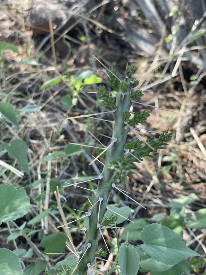 Cylindropuntia waltoniorum photo 5