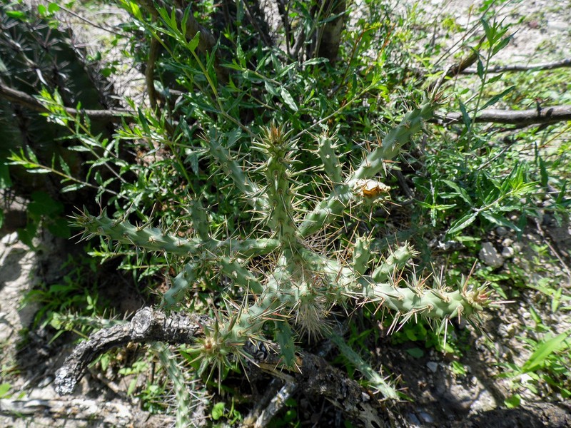 Cylindropuntia waltoniorum photo 6