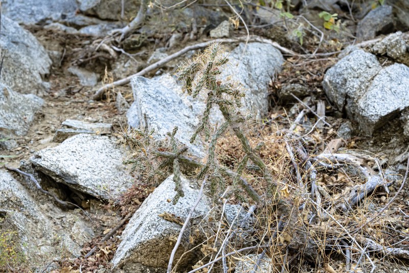 Cylindropuntia waltoniorum photo 7