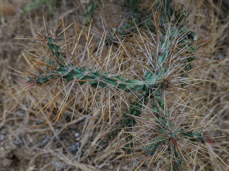 Cylindropuntia waltoniorum photo 8