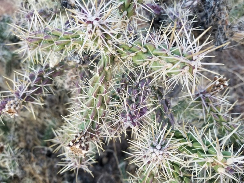 Whipple Cholla