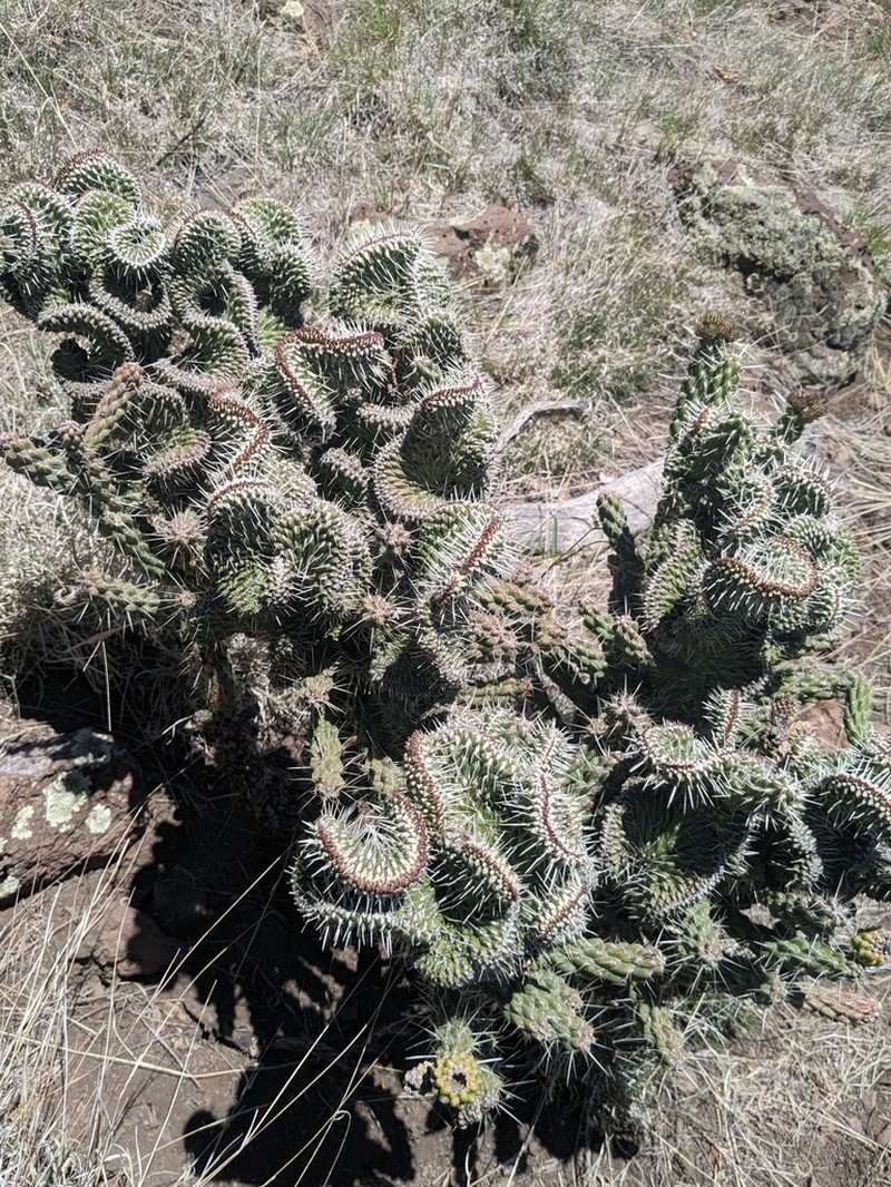 Whipple Cholla photo 2