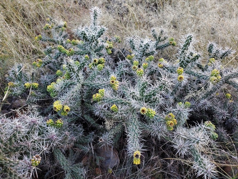 Whipple Cholla photo 3
