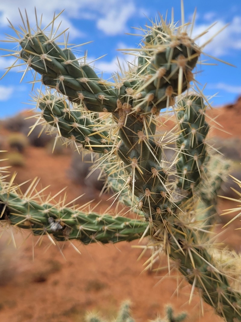 Whipple Cholla photo 4