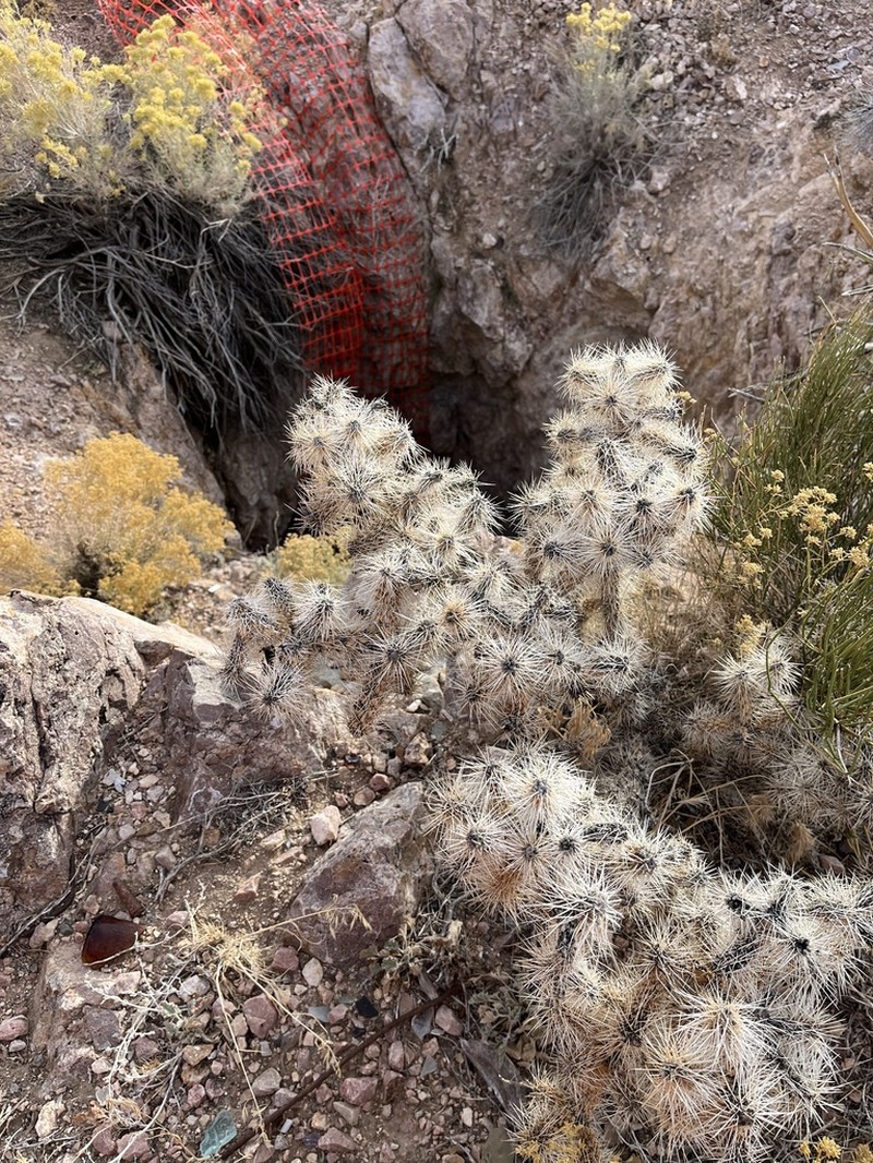 Whipple Cholla photo 5