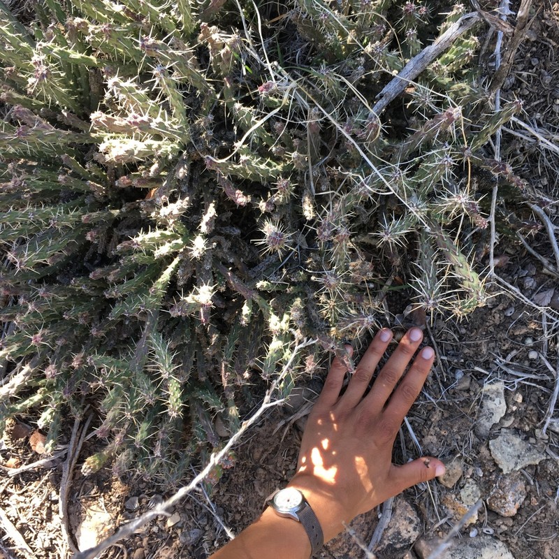Whipple Cholla photo 6