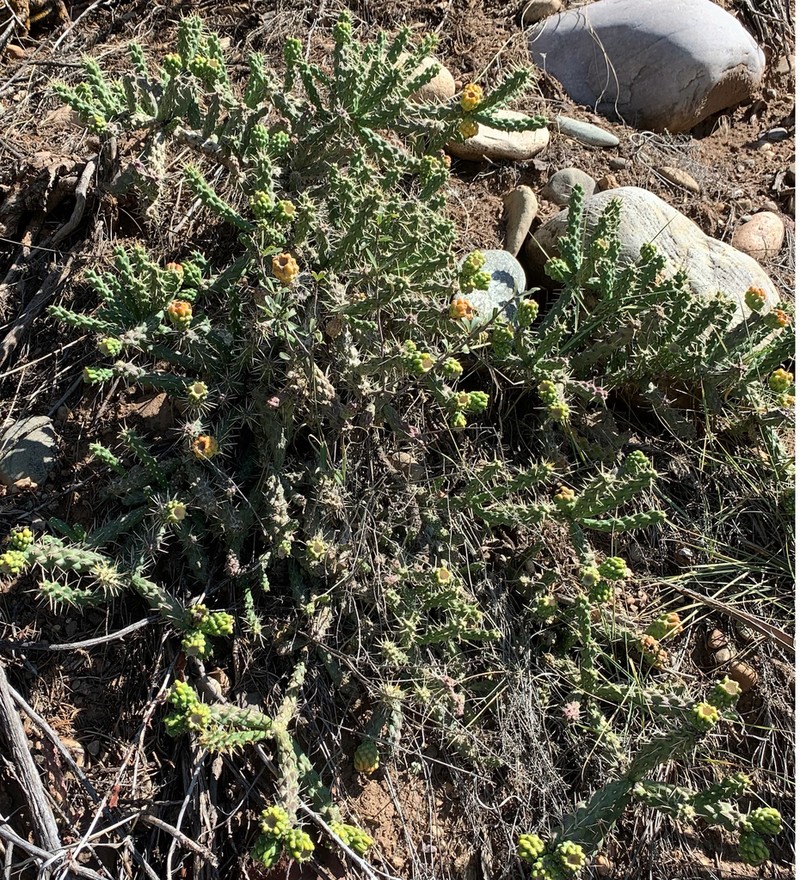 Whipple Cholla photo 7