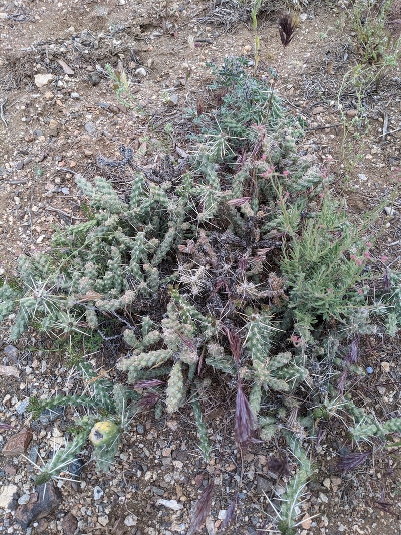 Whipple Cholla photo 8
